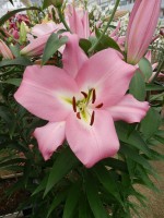 [4170 Super Master VZ No02.JPG]